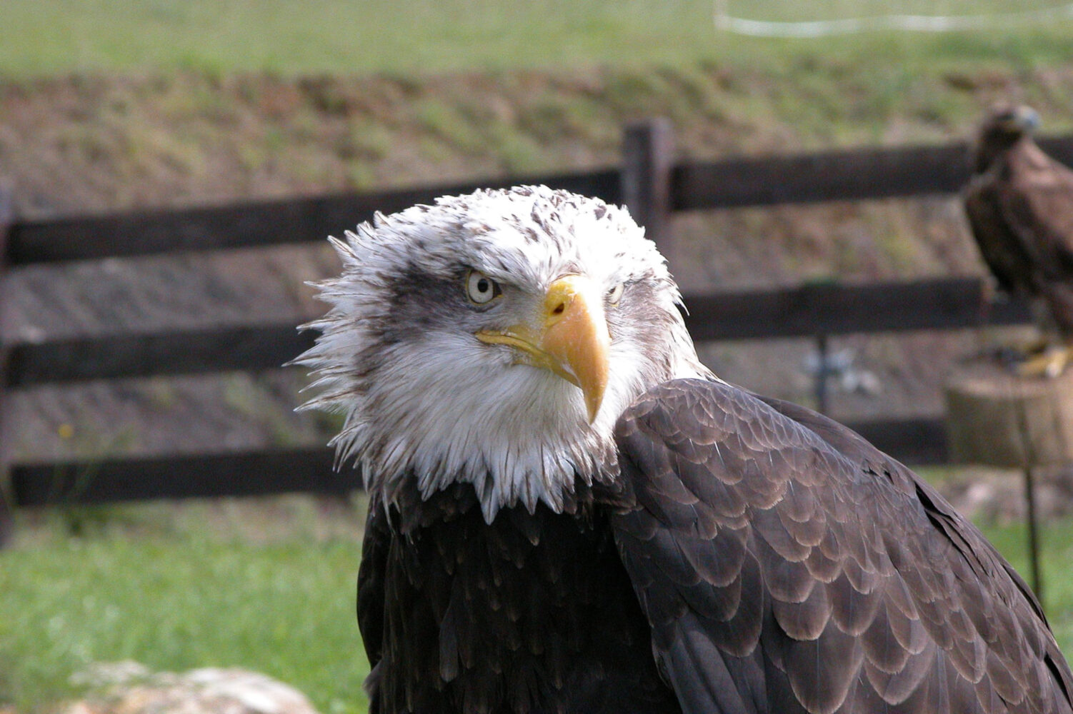Aves rapaces Cabárceno