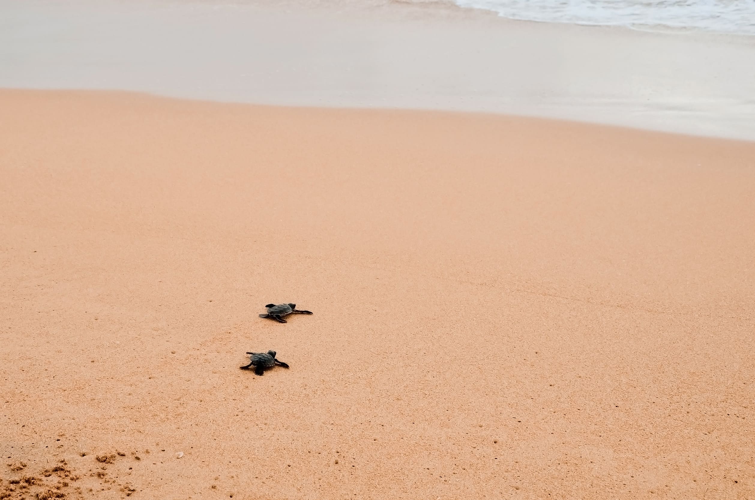 Visita por el parque zoológico de Terra Natura