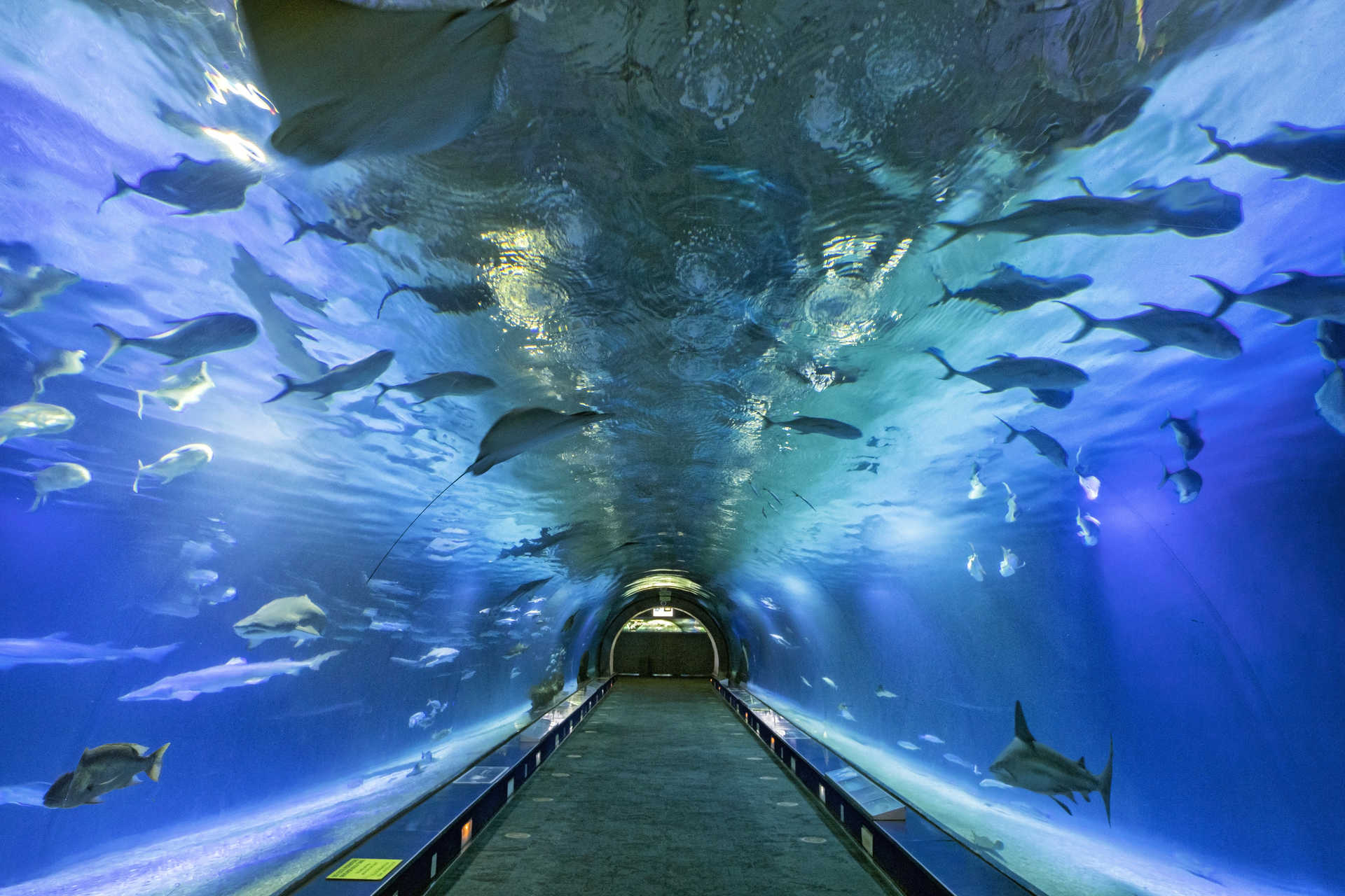 Oceanogràfic Valencia