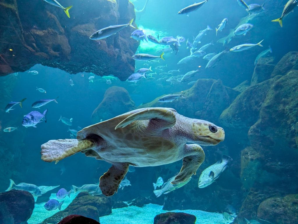 Oceanogràfic Valencia