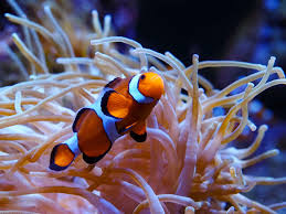 Oceanogràfic Valencia 2