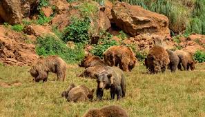 Oceanogràfic Valencia 2