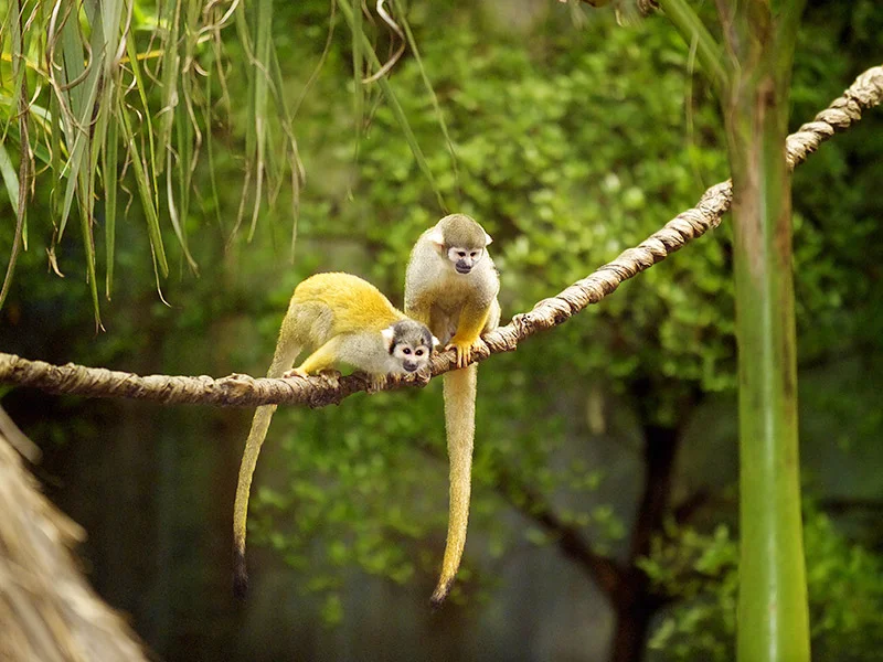 Bioparc Valencia