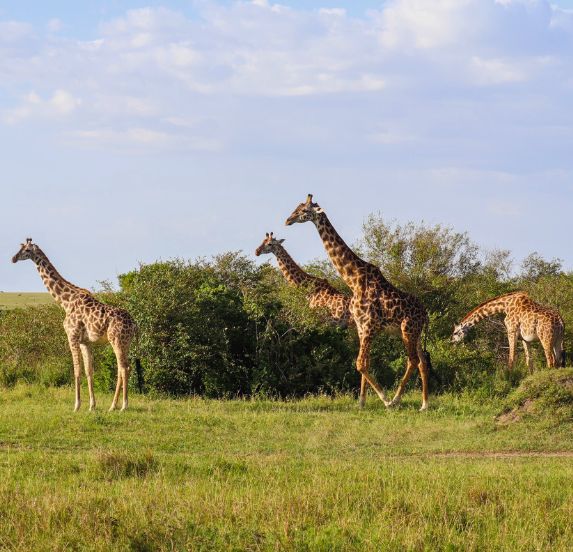 Safari