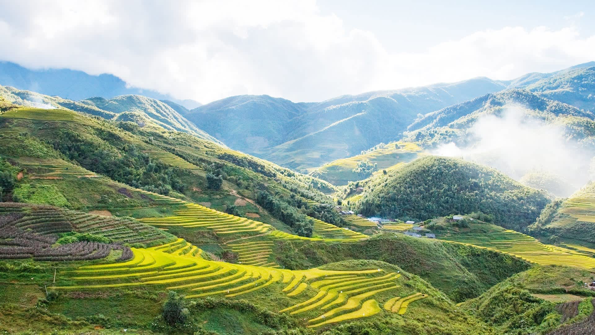 Sapa